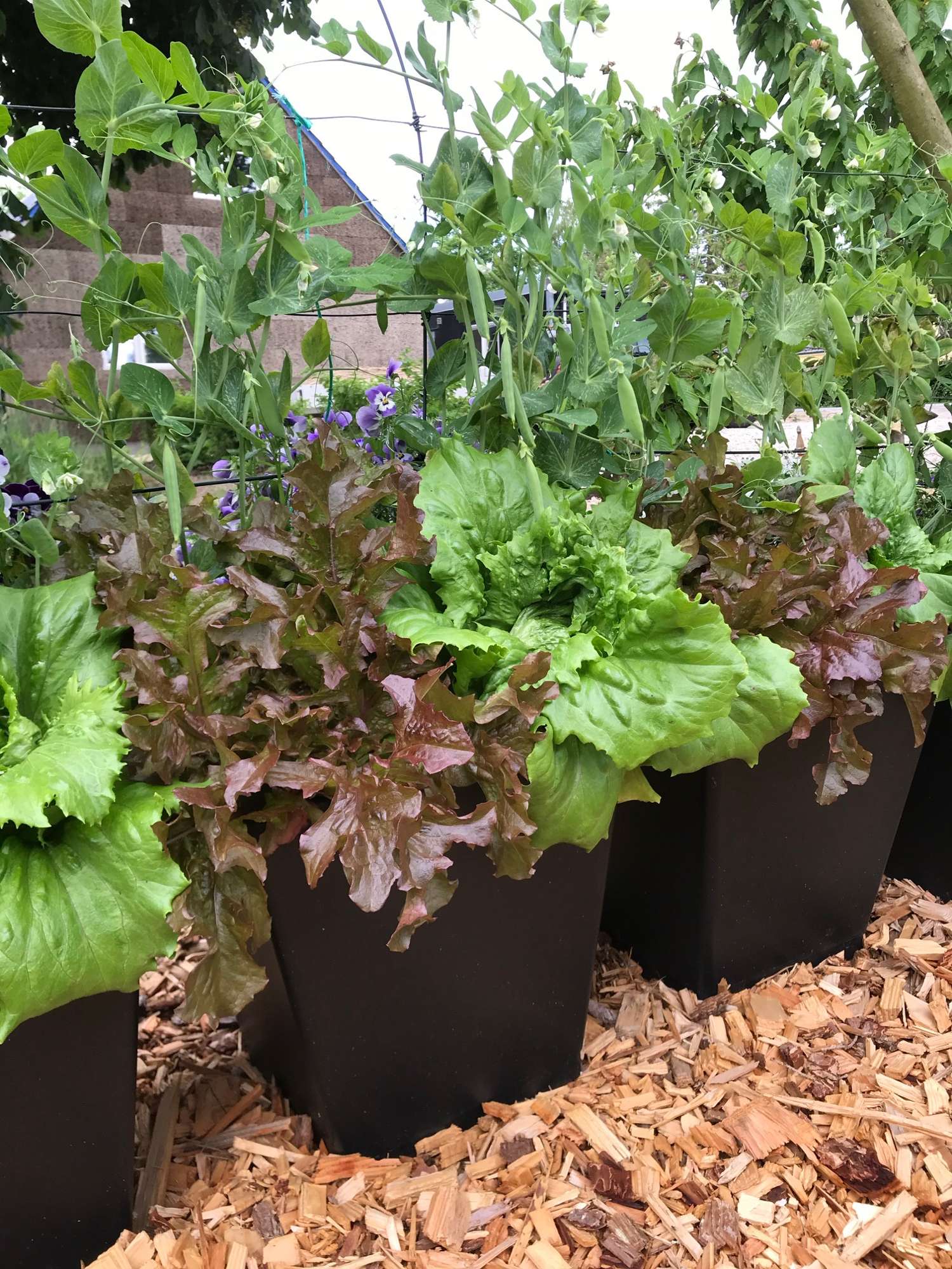 Itsekasteleva ruukku, ABC Plant Growers